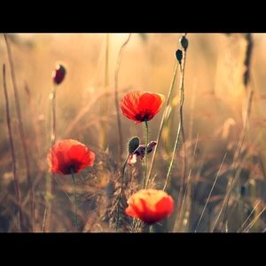 Meet your Posher, Nichole